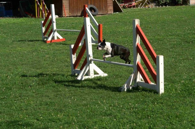 agility 2011-08
